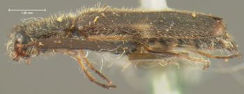 Media type: image;   Entomology 24276 Aspect: habitus lateral view